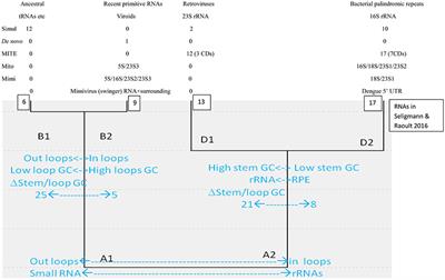 Stem-Loop RNA Hairpins in Giant Viruses: Invading rRNA-Like Repeats and a Template Free RNA